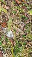 Imagem de Asclepias curassavica L.