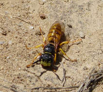 Imagem de Philanthus triangulum (Fabricius 1775)