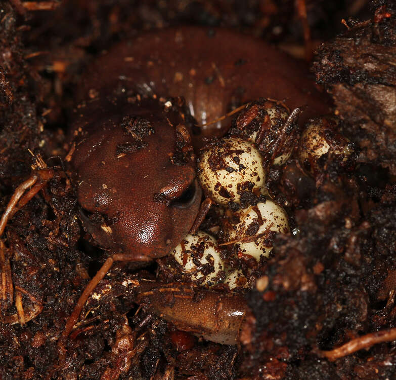 Image of mole salamanders