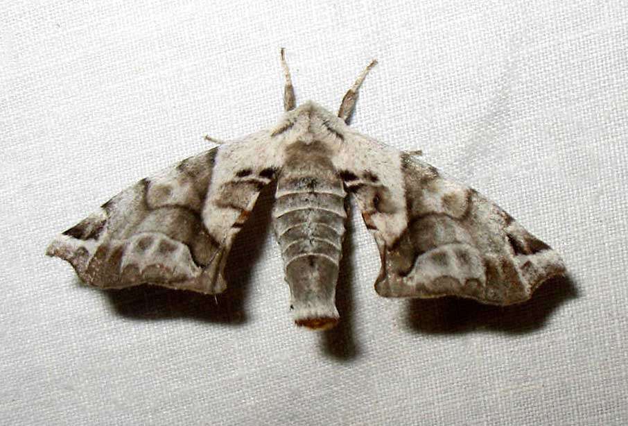 Image of apatelodod moths