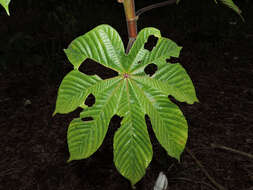 Cecropia obtusifolia Bertol.的圖片