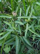 Image of aquatic milkweed