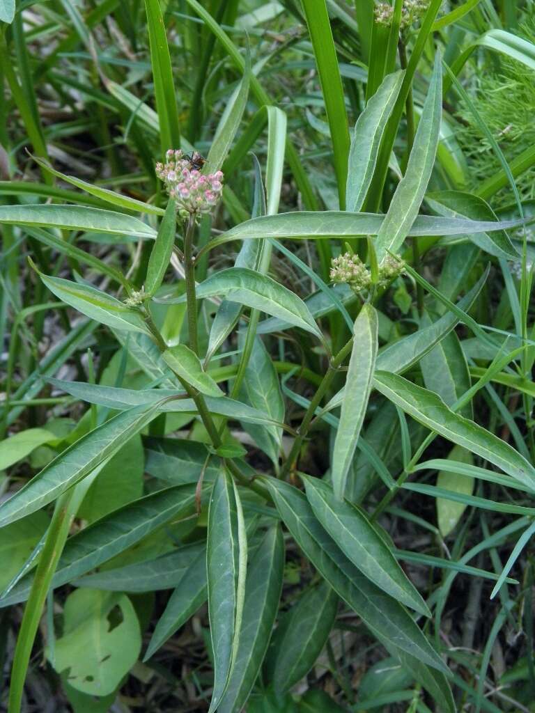 Image of aquatic milkweed