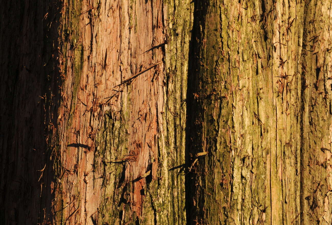 Image of dawn redwood