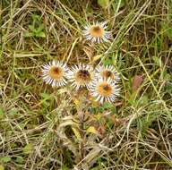 Image of carline thistle