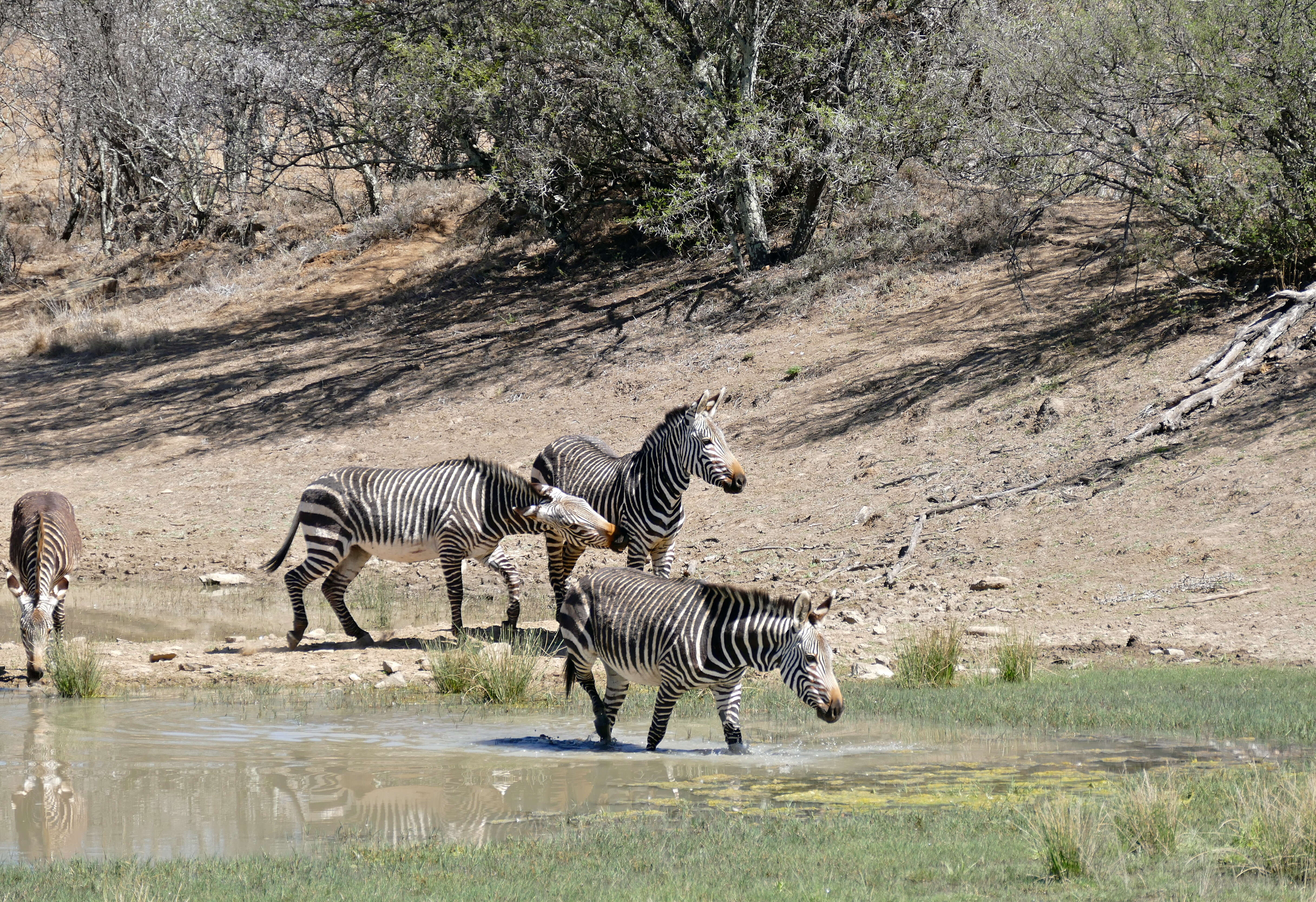 Image of zebra