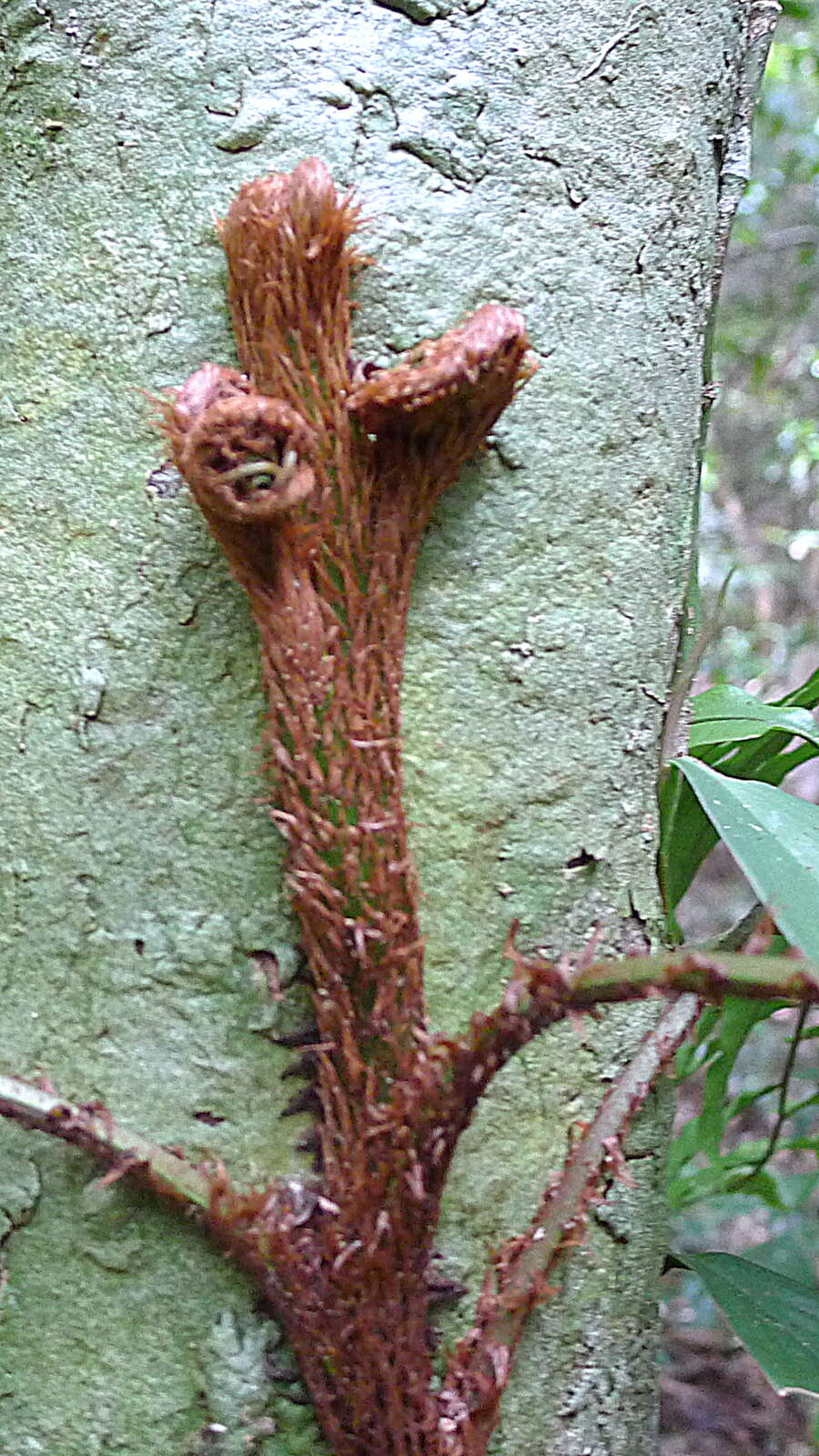 Image of fringedferns