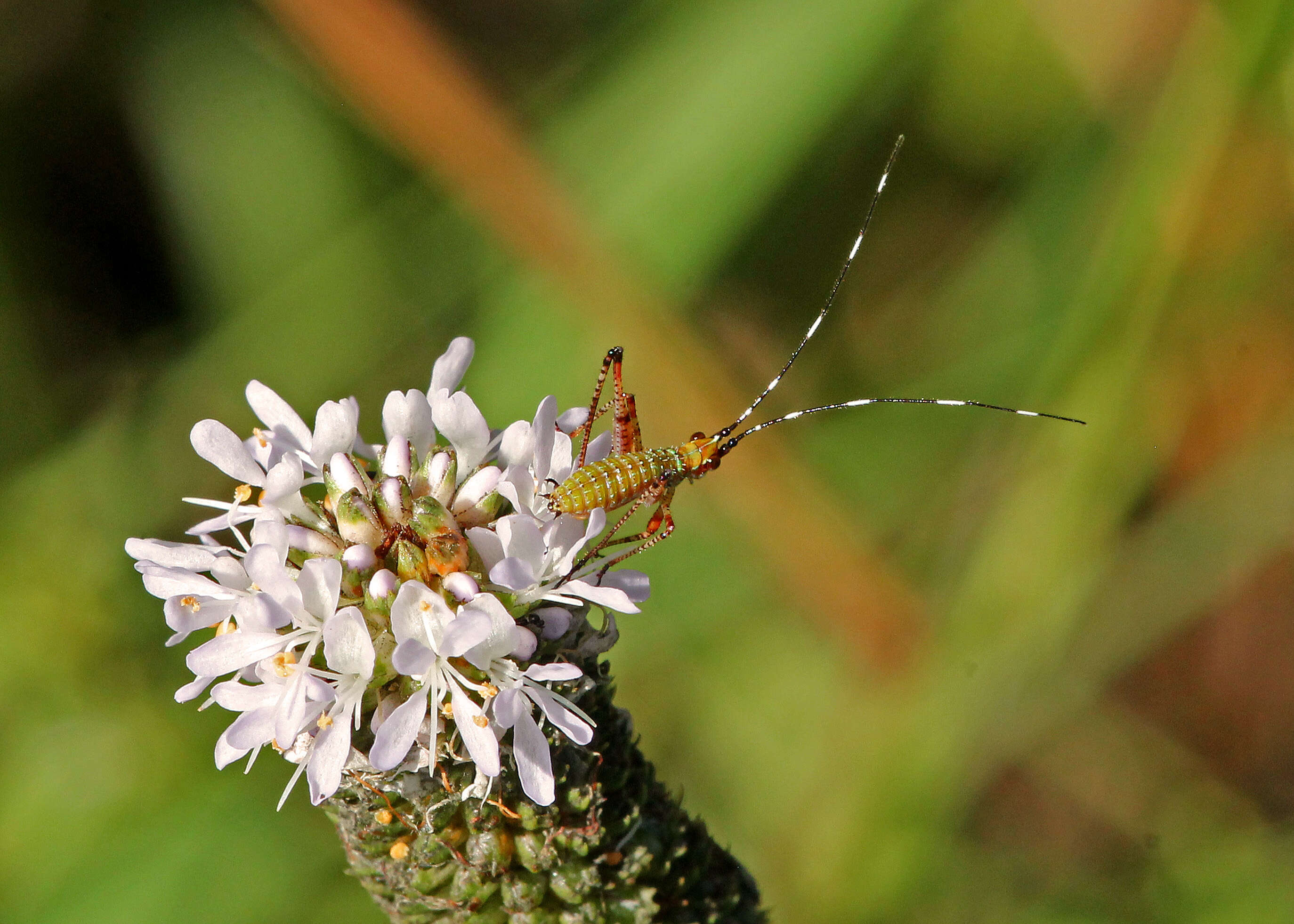 Image of whitetassels