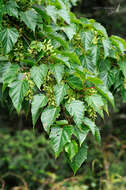 Image of Acer caudatifolium Hayata