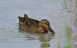 Image of Common Mallard