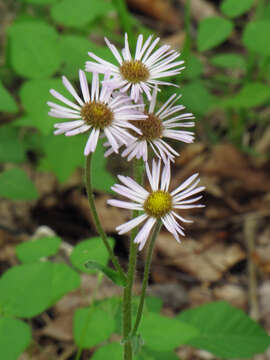 Plancia ëd Erigeron pulchellus Michx.