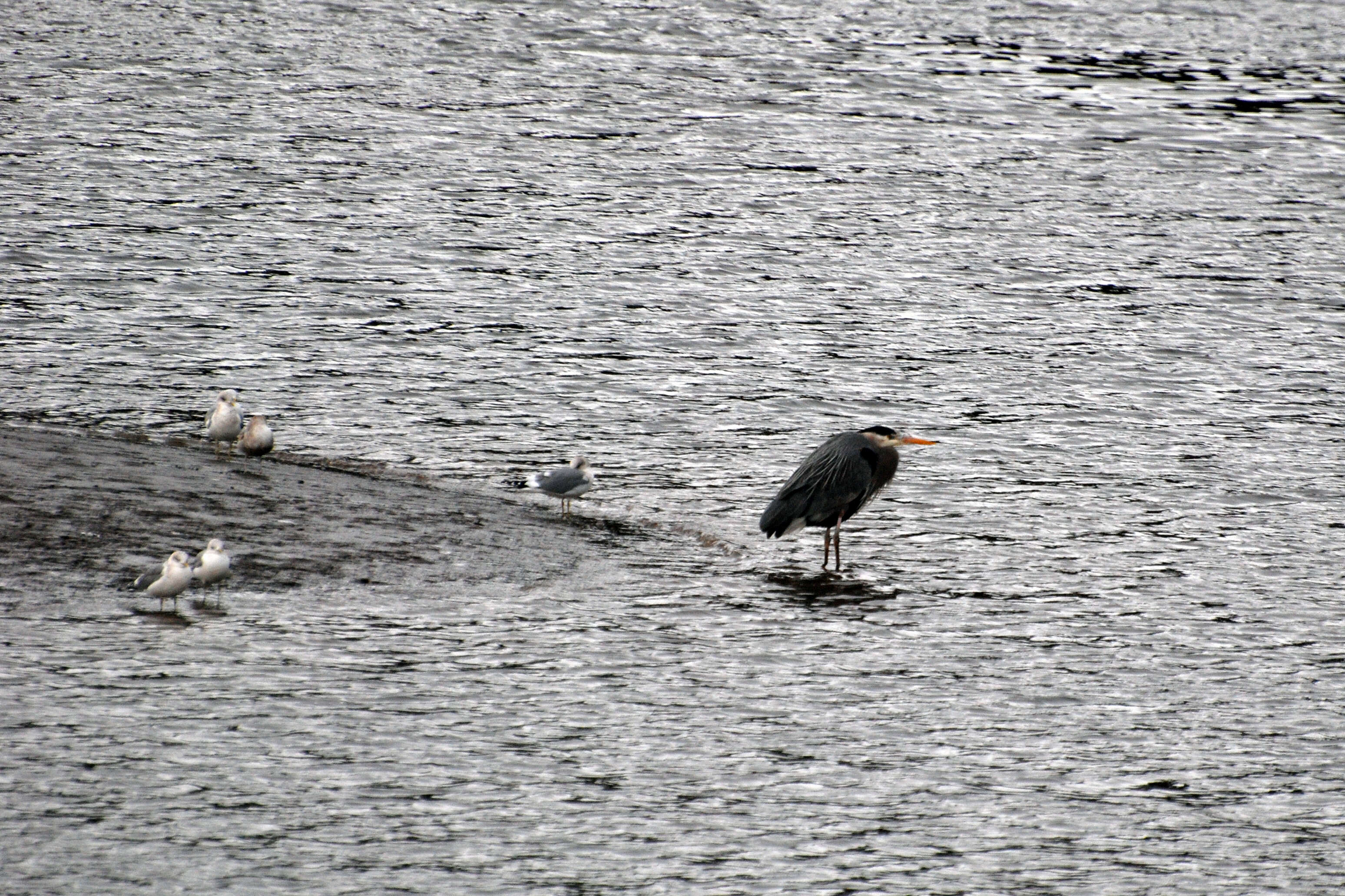 Image of Ardea Linnaeus 1758