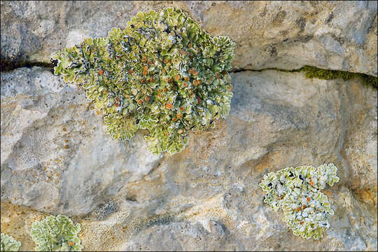 Image of rim lichen