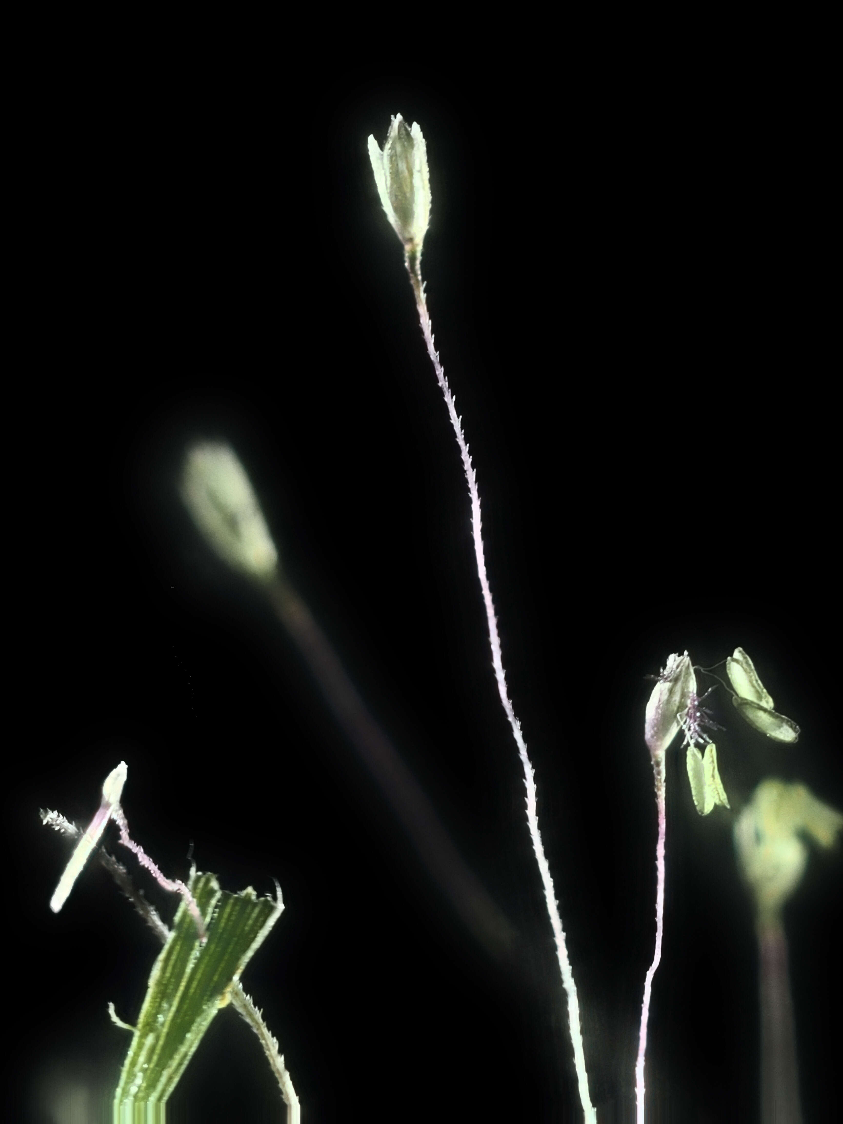 Image of scratchgrass