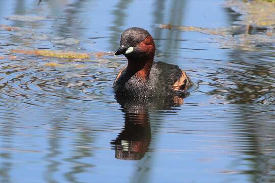 Image of Little Grebe