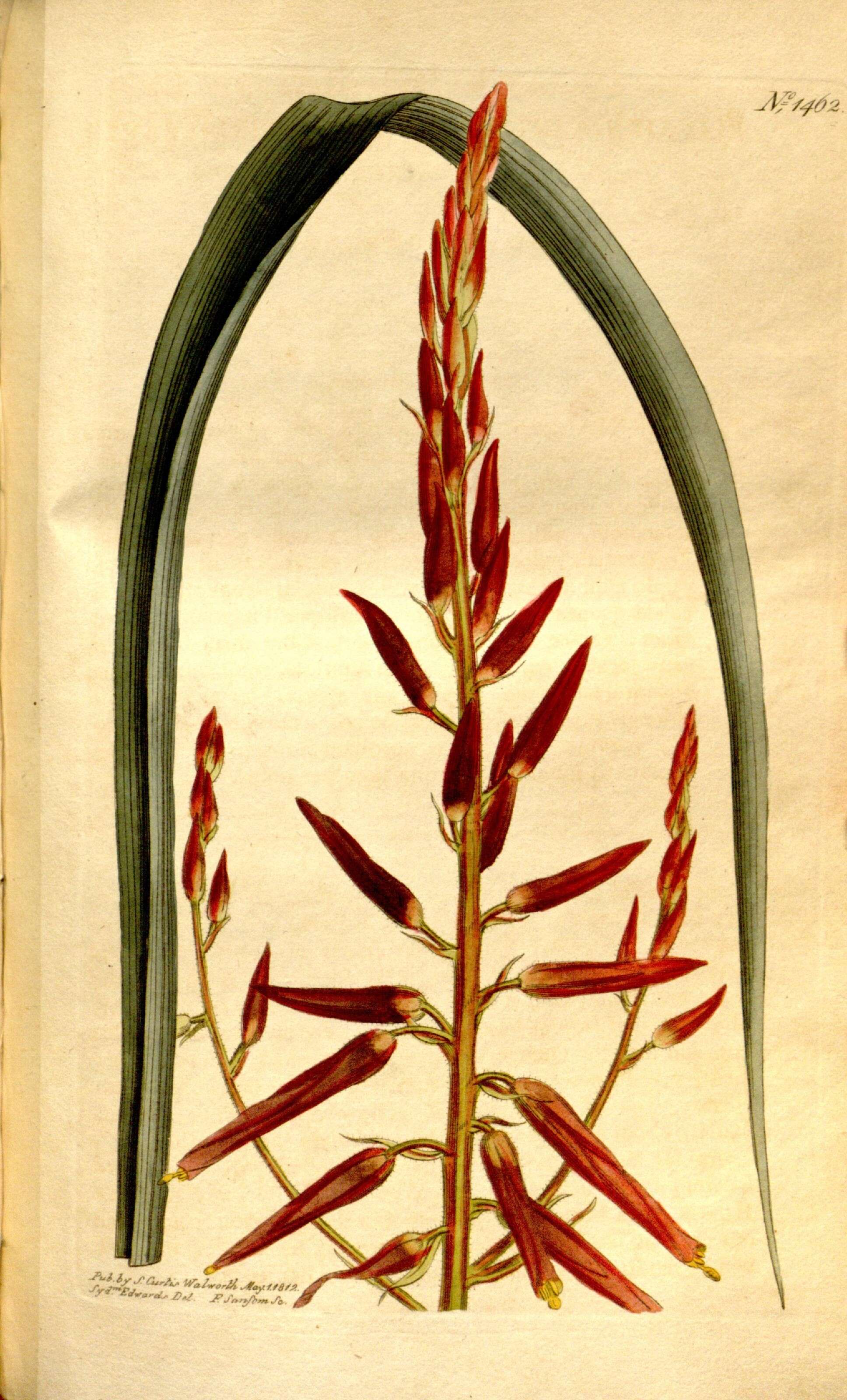 Image of Pitcairnia integrifolia Ker Gawl.