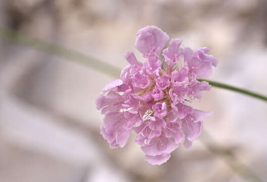 Image of Lomelosia crenata subsp. crenata