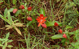 Image of scarlet passionflower