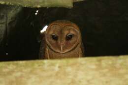 Image of barn owls, masked owls, and bay owls