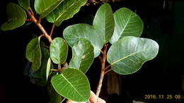 Ficus gomelleira Kunth & Bouche的圖片