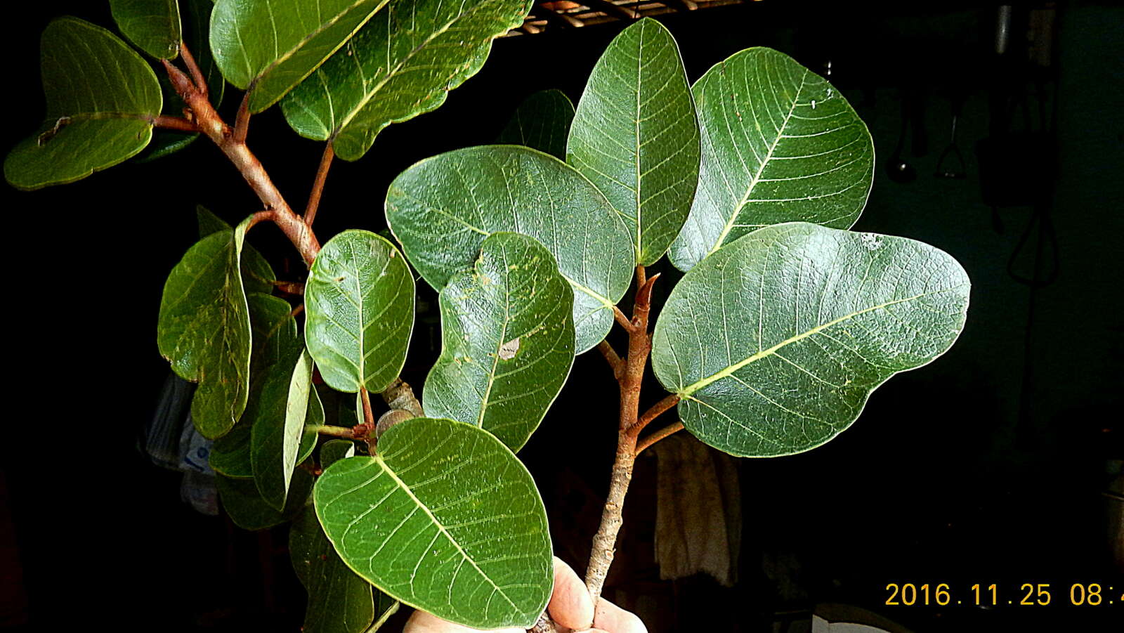 Ficus gomelleira Kunth & Bouche的圖片