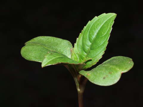 Image of Jewelweeds