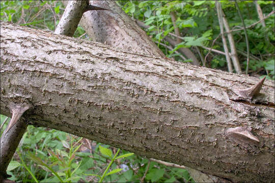 Image of black locust