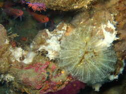 Image of Double blue tunicates