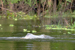 Image of river dolphins