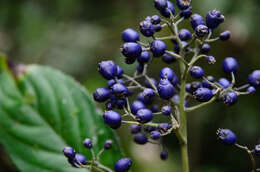 Imagem de Hydrangea febrifuga (Lour.) Y. De Smet & Granados