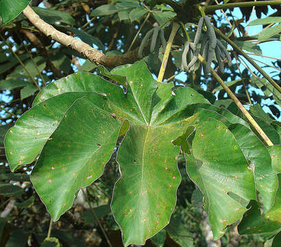 Cecropia insignis Liebm.的圖片