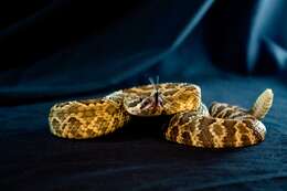 Crotalus oreganus Holbrook 1840 resmi