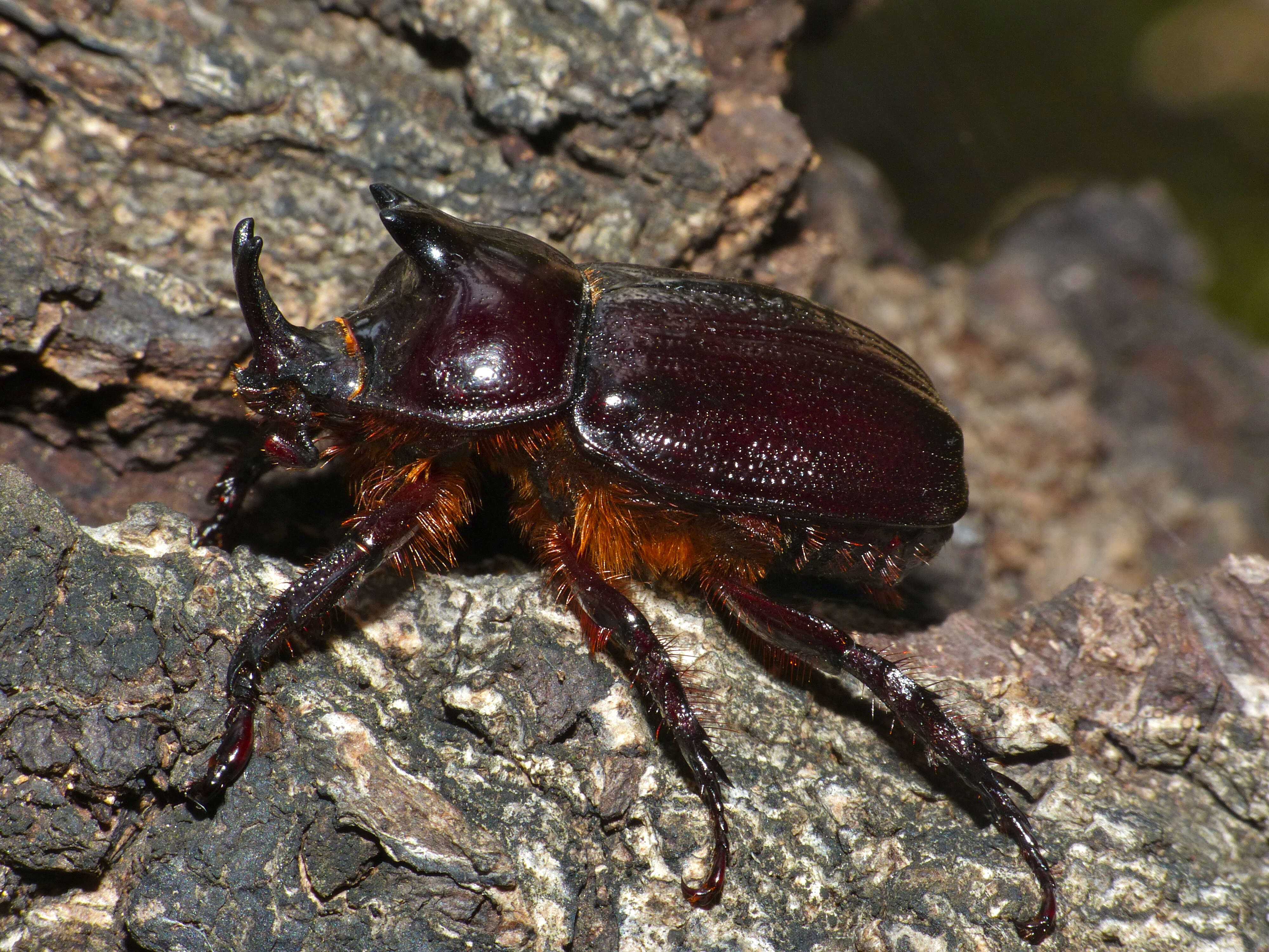 Image of Cyphonistes