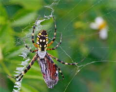 Image of Argiope