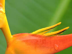 Plancia ëd Heliconia latispatha Benth.