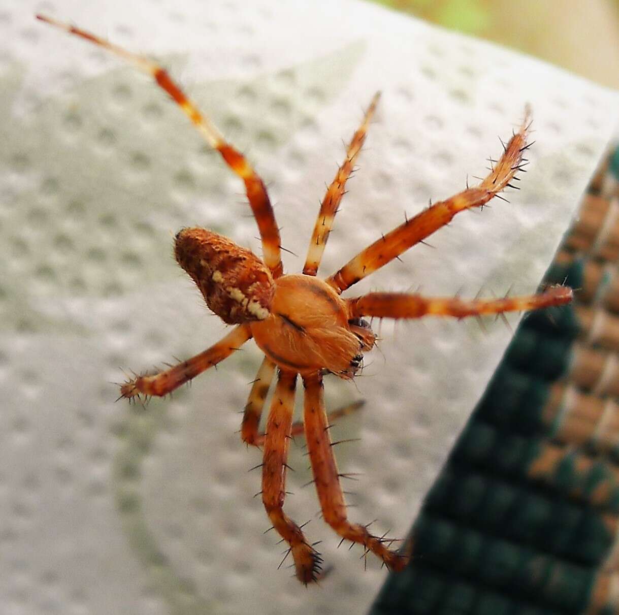 Image of Garden spider