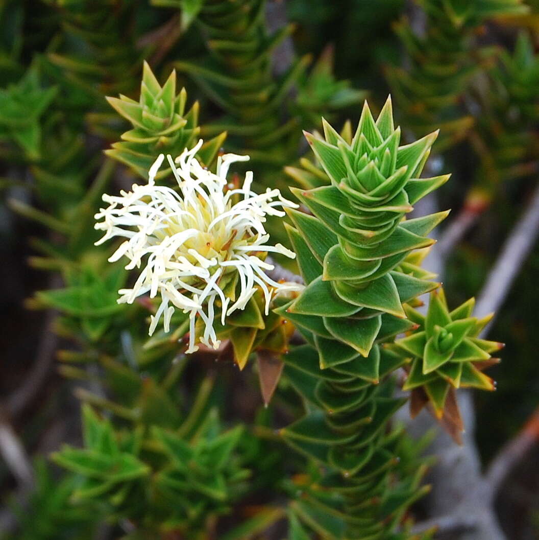 Sivun Richea kuva