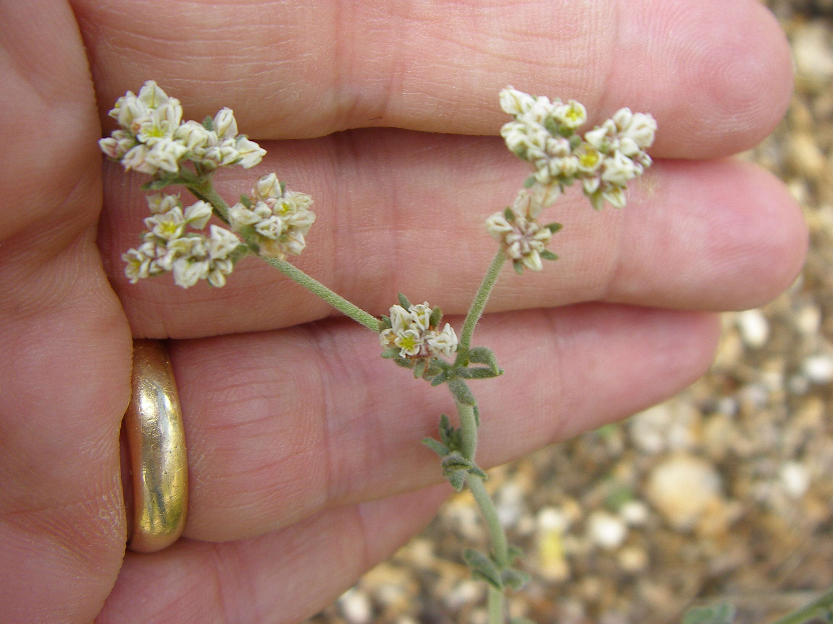 Imagem de Eriogonum abertianum Torr.