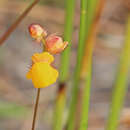 Sivun Utricularia simulans Pilg. kuva