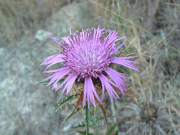 Image of Atractylis humilis L.