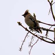 Image of waxwings and relatives