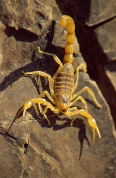 Image of Common yellow scorpion