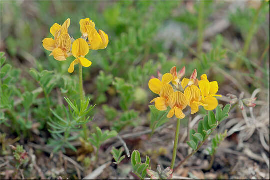 Image of Horseshoe-vetch