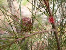 Image of Allocasuarina distyla (Vent.) L. A. S. Johnson