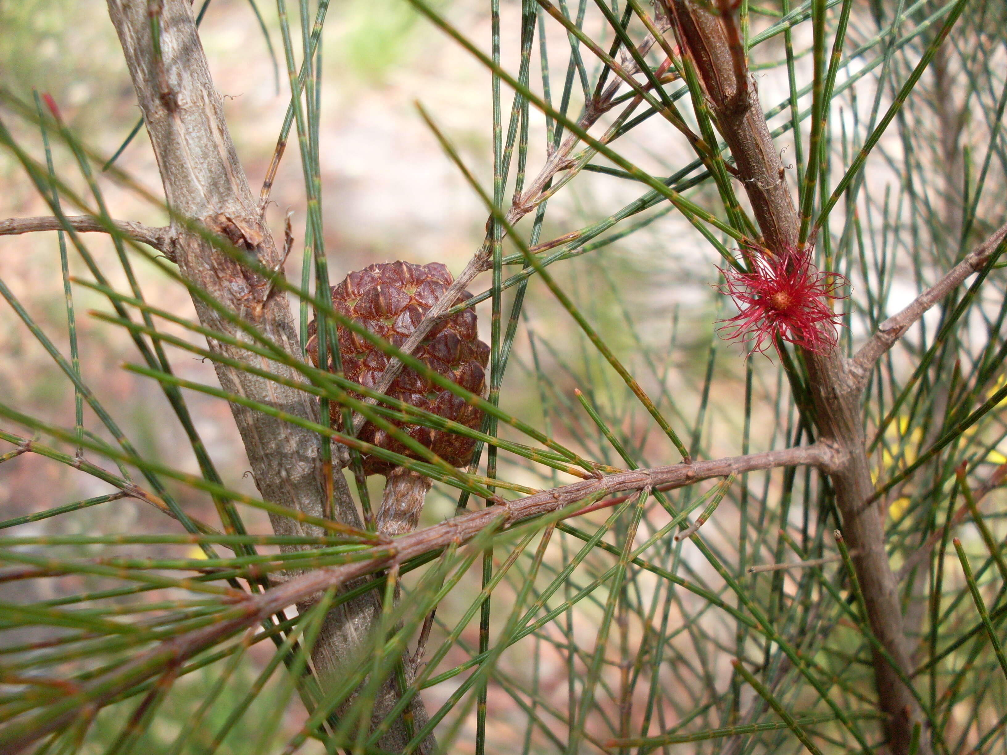 Image of Allocasuarina distyla (Vent.) L. A. S. Johnson