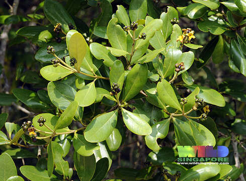 Image of Gray Mangrove