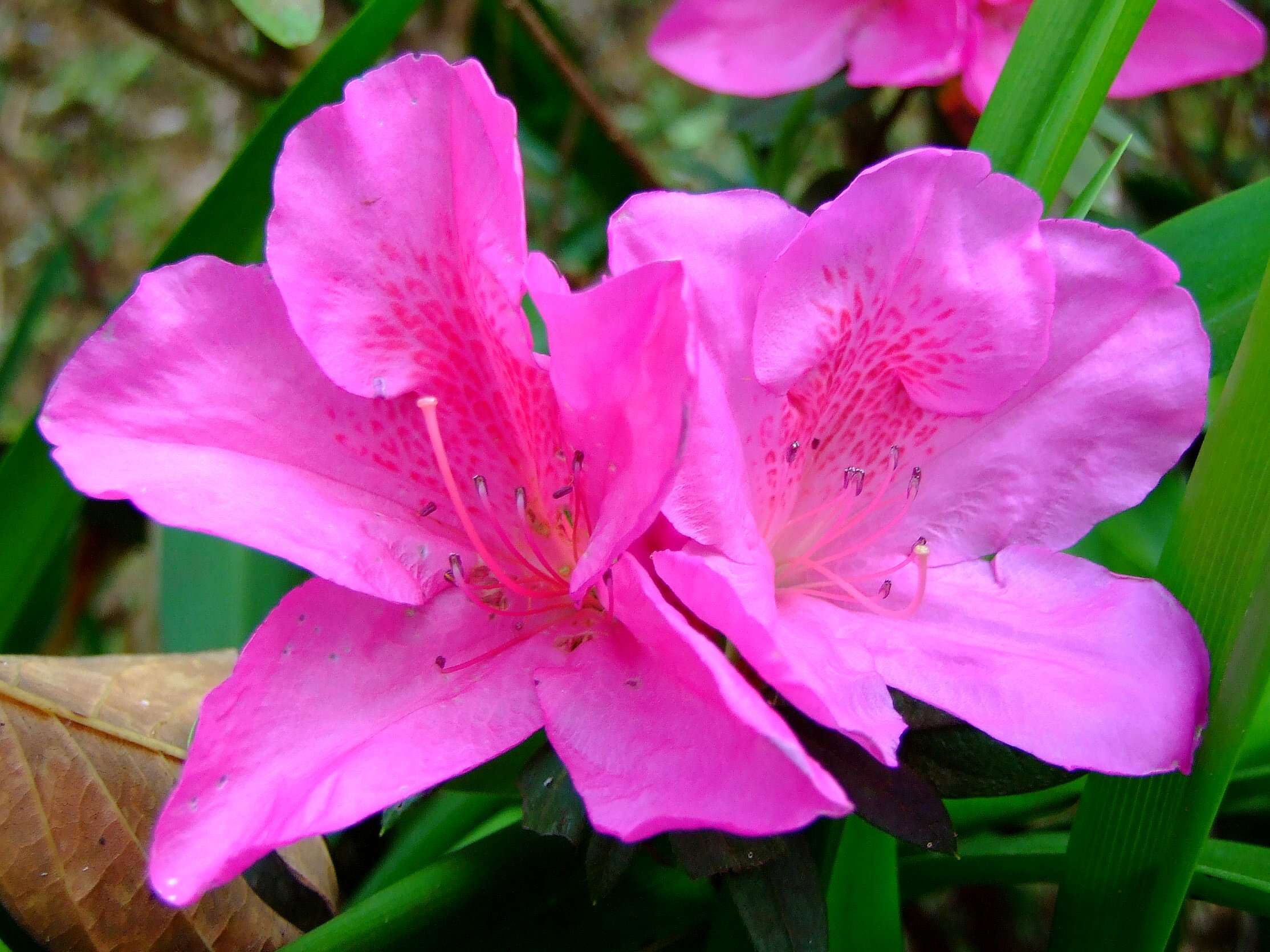 Image of Rhododendron pulchrum Sweet