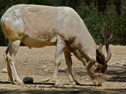 Image of Addax