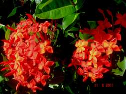 Image of ixora