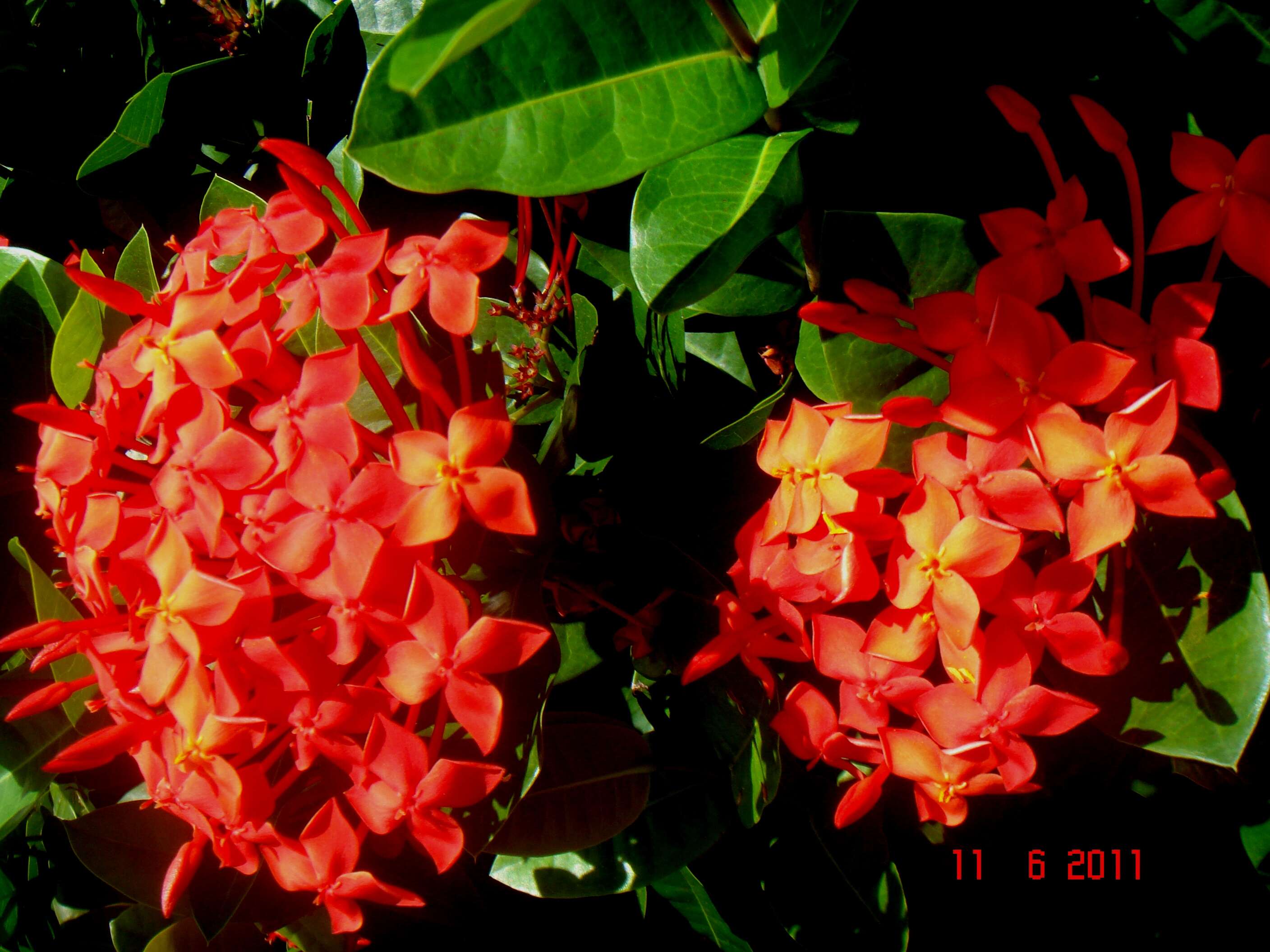 Image of ixora